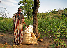 mali-coton