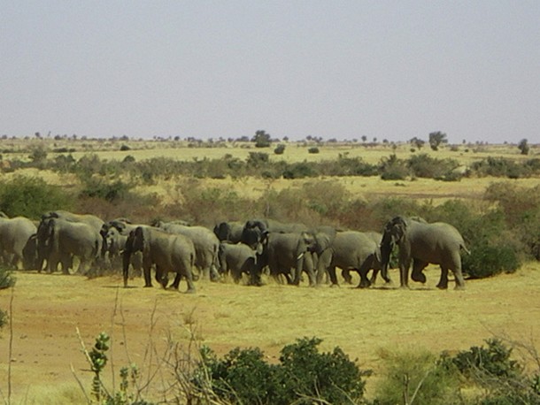 Elephant