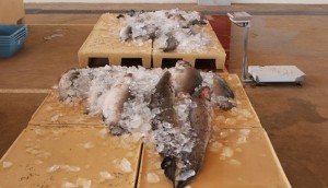 Poisson