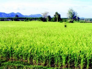 riz