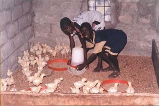 aviculture