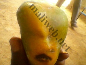 mangue