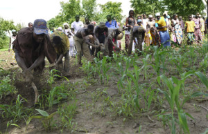 AGRICULTURE