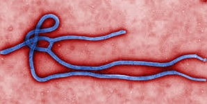 Virus ebola Menaces Prévention