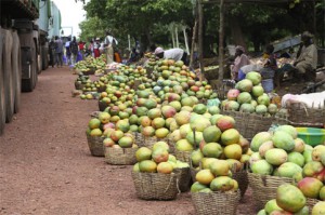 Filière mangue