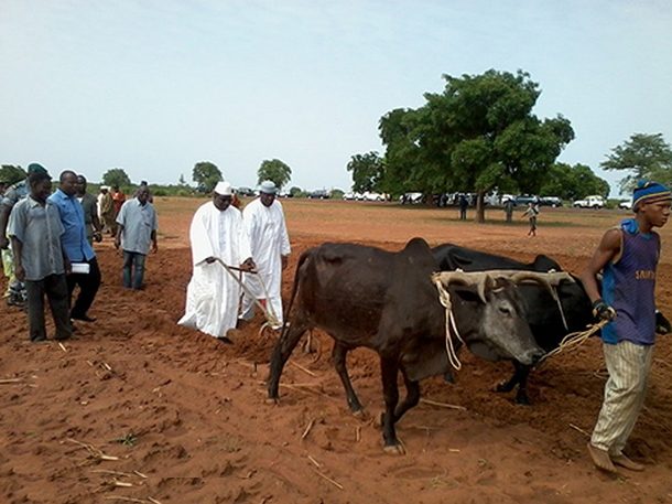 Campagne agricole 2014-2015 en zones CMDT : KOUTIALA ENTEND TENIR SON RANG