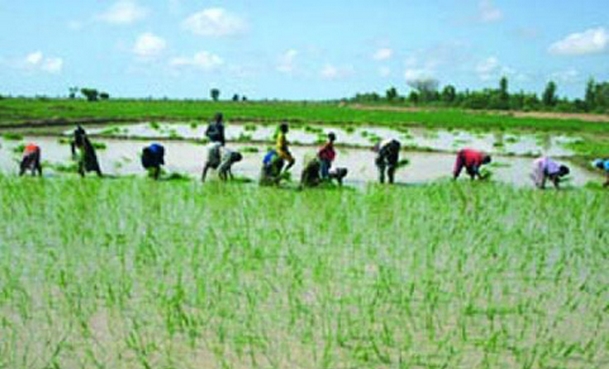 Niono : La campagne agricole démarre sous de bons auspices