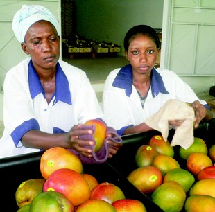 Bilan de la campagne commerciale mangue 2014