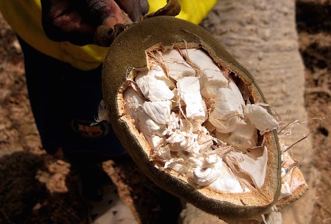 Baobab