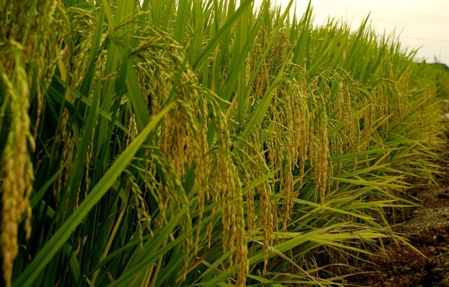 Le Mali mobilise 164 milliards de FCFA pour stimuler la production agricole