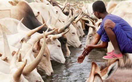 Vol de bétail :  Un crime organisé qui coûte annuellement au Mali plus de 3,6 milliards
