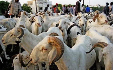Moutons de tabaski : Une forte délégation sénégalaise au Mali
