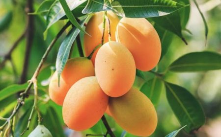 Filière mangue : 10 milliards de F CFA d’apport à l’économie par an