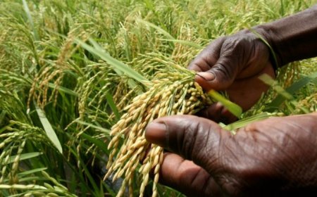 Système de riziculture intensif : Treize pays ouest-africains à Bamako pour apprendre du Mali