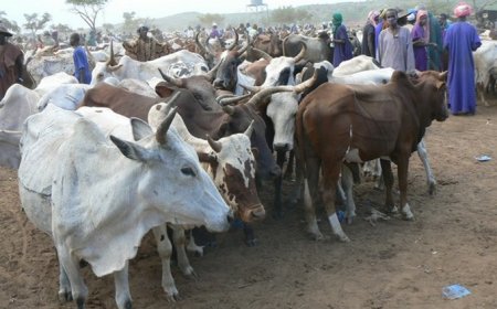 Vaccination du cheptel :  C’est indispensable