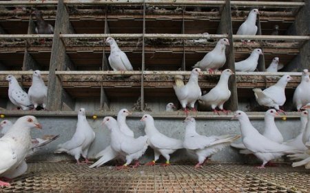 Élevage des chèvres et des pigeons au Mali :  Yéhia Ismaïla Dicko, un exemple à suivre !