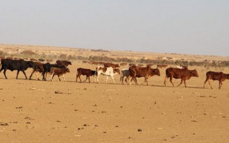Pastoralisme au Mali : Entre insécurité et changement climatique