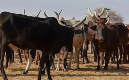 Sénou : Des voleurs de bovins aux arrêts