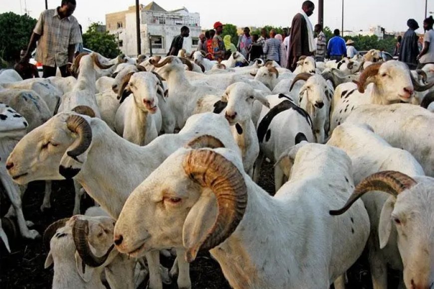 Moutons de tabaski : Une forte délégation sénégalaise au Mali