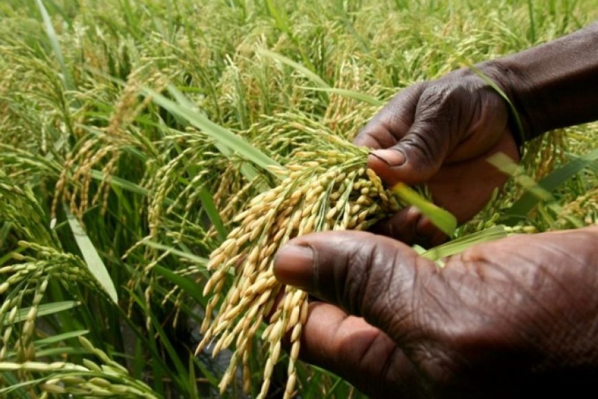 Système de riziculture intensif : Treize pays ouest-africains à Bamako pour apprendre du Mali