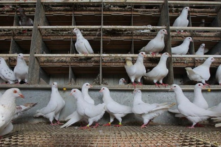 Élevage des chèvres et des pigeons au Mali :  Yéhia Ismaïla Dicko, un exemple à suivre !