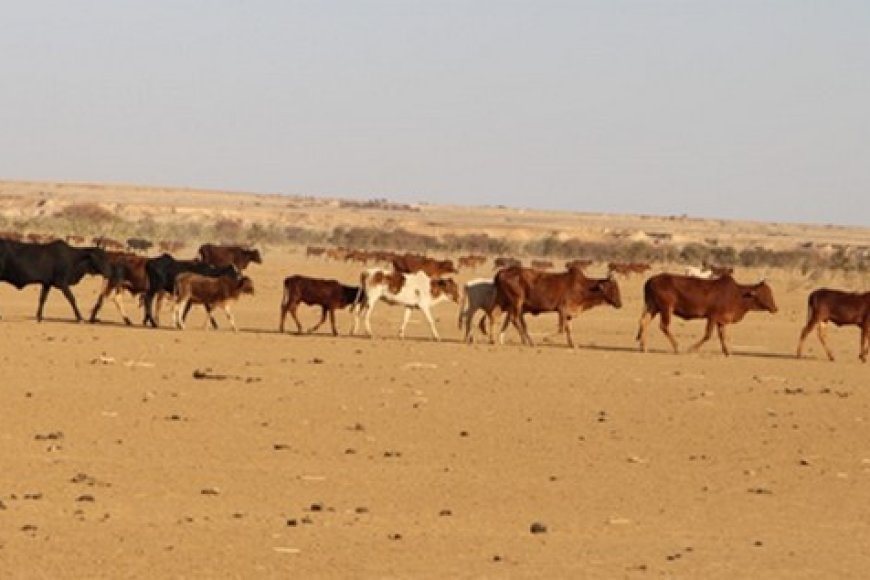 Pastoralisme au Mali : Entre insécurité et changement climatique