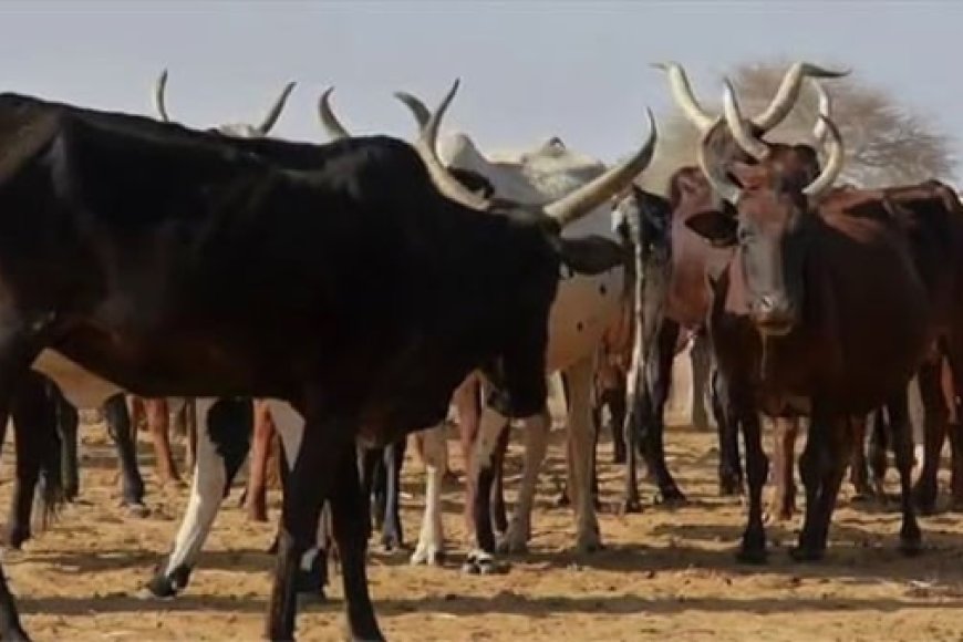 Sénou : Des voleurs de bovins aux arrêts