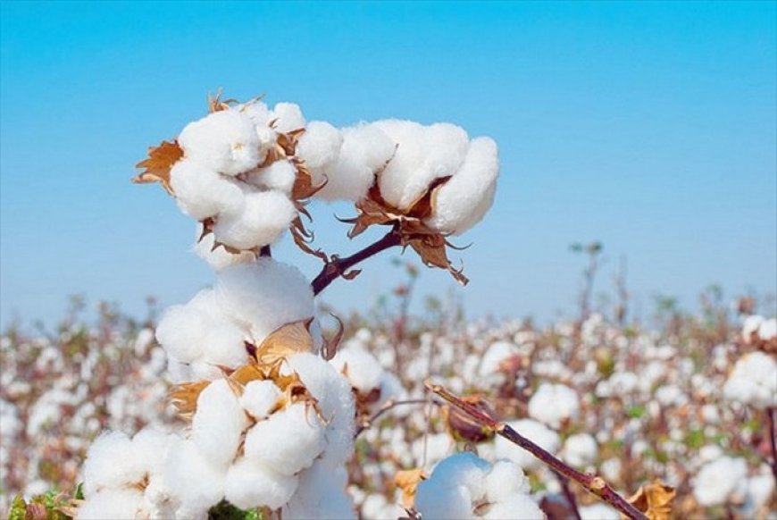 Les Brèves de Rouky : Le premier producteur qui importe 30 000 tonnes de graines du coton ?