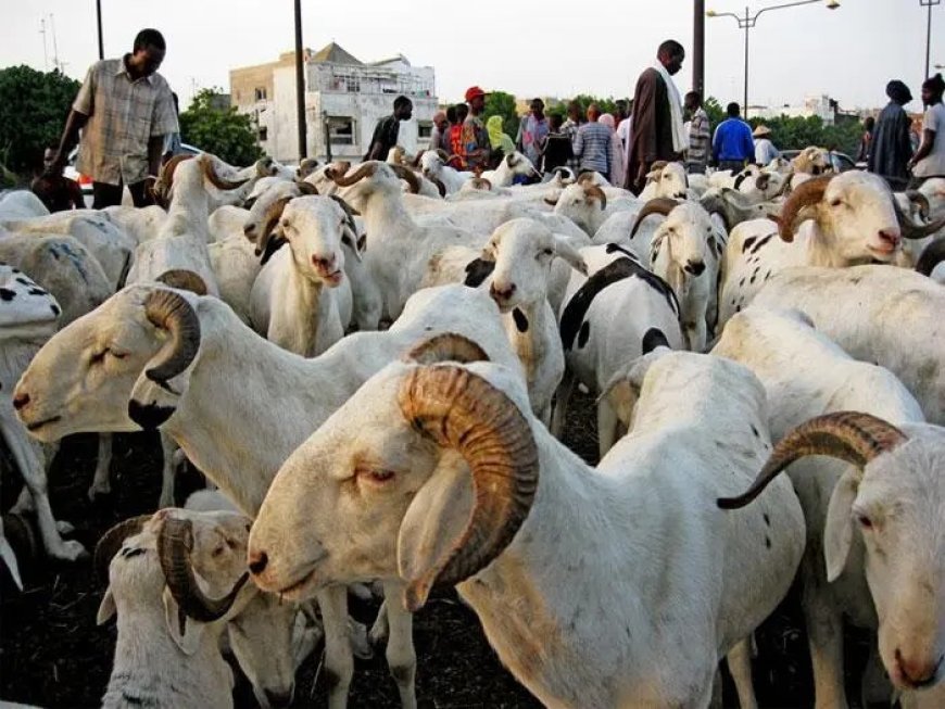 Moutons de tabaski : Une forte délégation sénégalaise au Mali