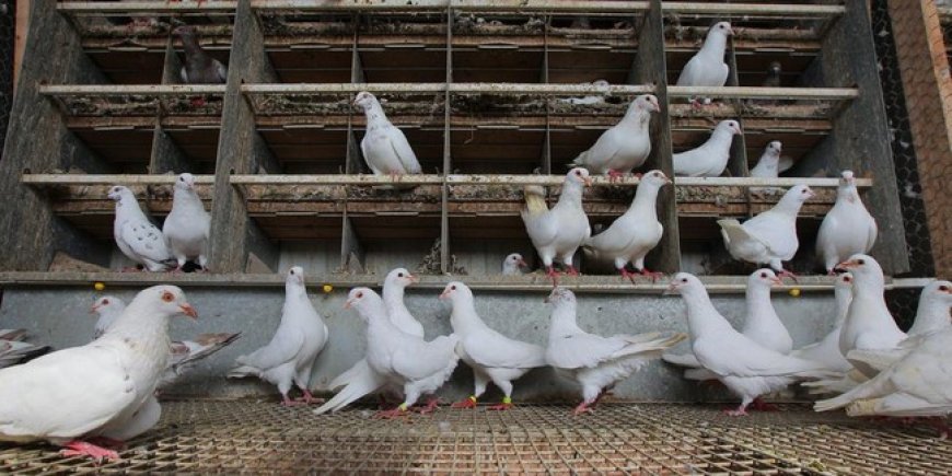 Élevage des chèvres et des pigeons au Mali : Yéhia Ismaïla Dicko, un exemple à suivre !