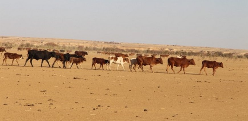 Pastoralisme au Mali : Entre insécurité et changement climatique