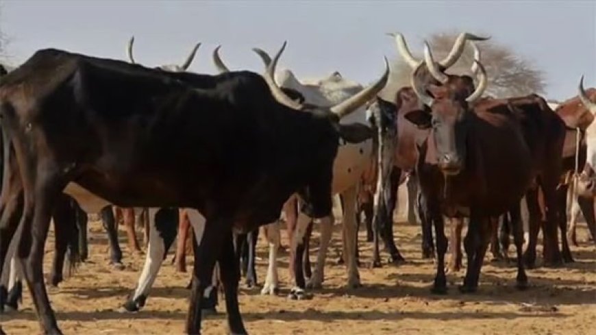 Sénou : Des voleurs de bovins aux arrêts