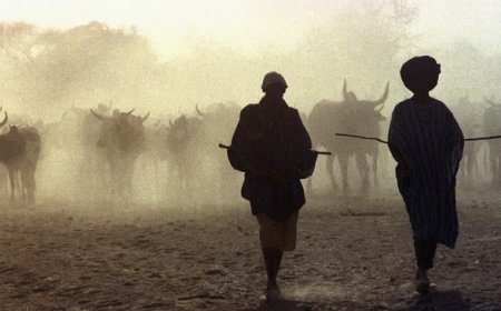 Trafic de carburant-trafic de drogues-racket-vol de bétail : Le financement des réseaux criminels du Sahel en question