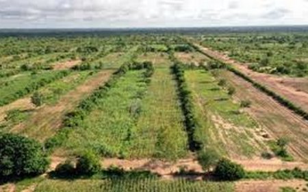 Le virage écologique : Un tournant à ne pas rater pour le Mali et le Sahel