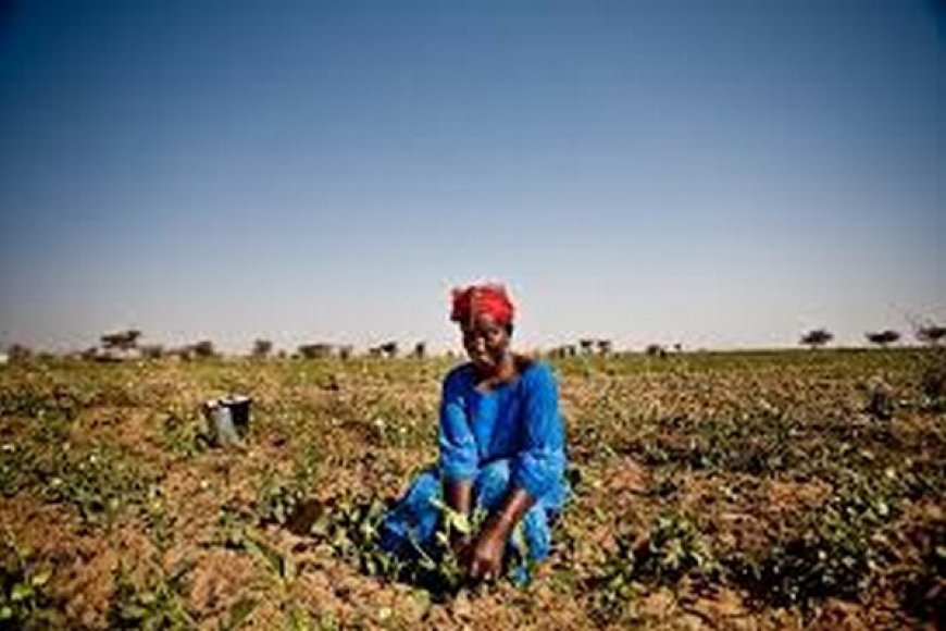 Sahel : le changement climatique comme facteur aggravant des conflits