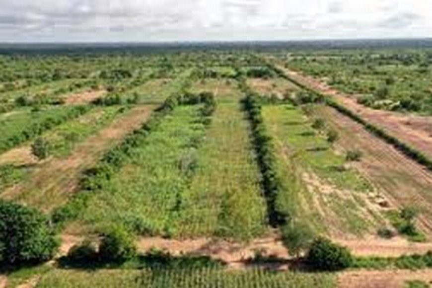 Le virage écologique : Un tournant à ne pas rater pour le Mali et le Sahel