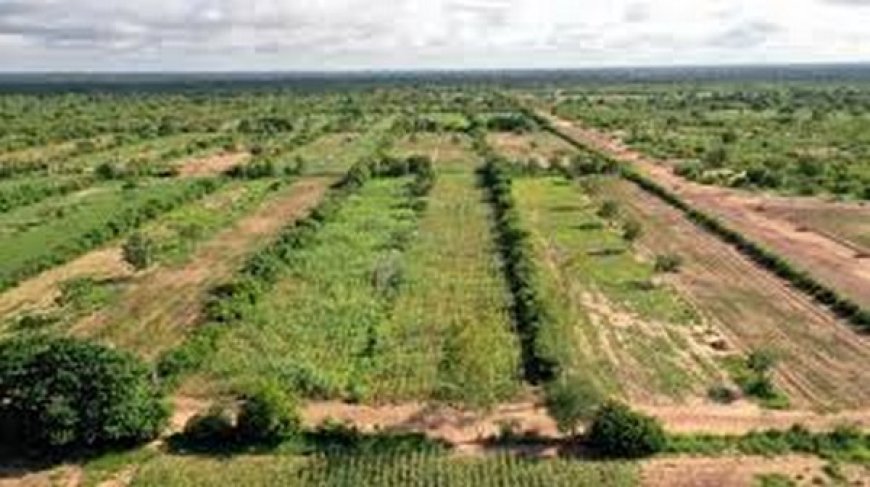 Le virage écologique : Un tournant à ne pas rater pour le Mali et le Sahel
