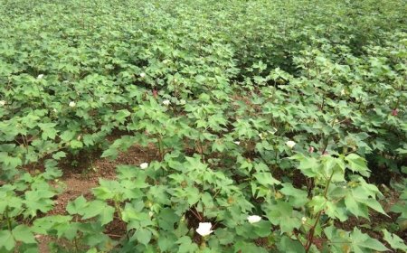 Menace sur la campagne cotonnière 2025 : Apparition de jacides dans la zone de Kadiolo