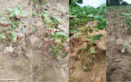 Kadiolo. La menace des jassides persiste : un premier pesticide déclaré « inefficace »