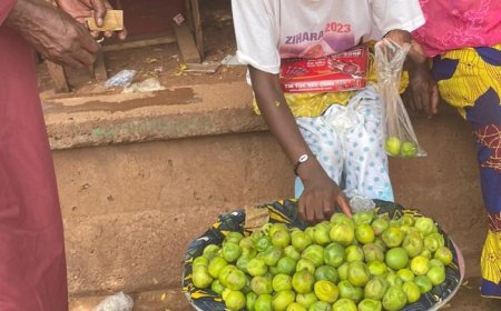 Noix de karité : Un fruit très répandu à Bamako