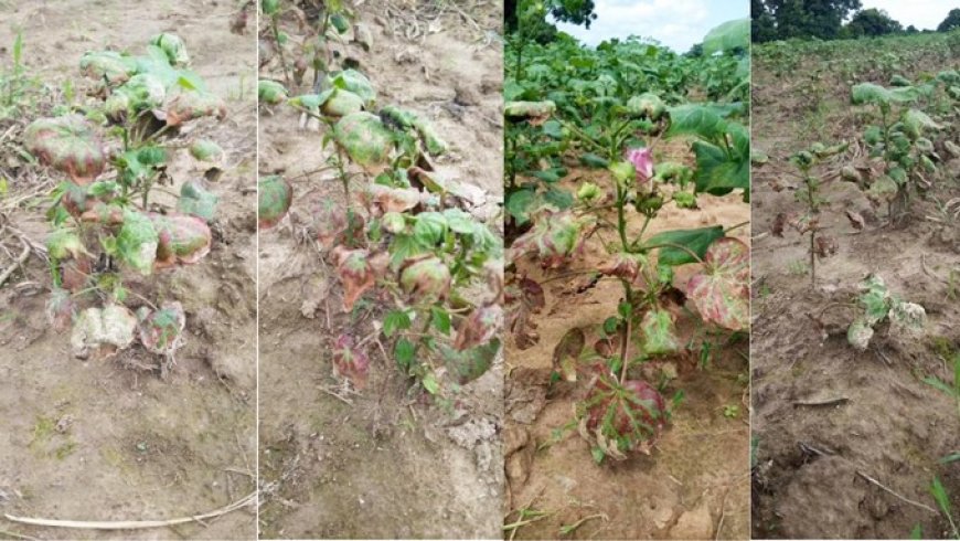 Kadiolo. La menace des jassides persiste : un premier pesticide déclaré « inefficace »