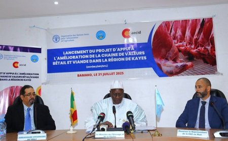Développement de la filière bétail-viande à Kayes : Le Ministre Youba Ba lance un important Projet