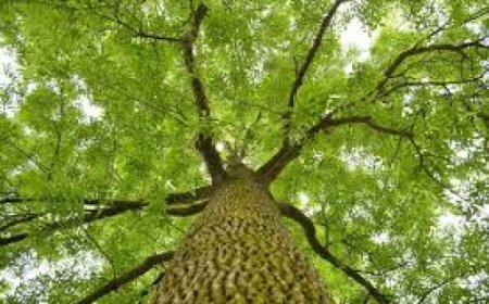 Perspectives sahéliennes : Une politique de l’arbre volontariste pour reverdir le Sahel
