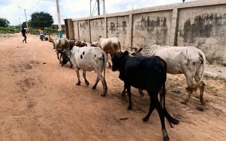 Le vol de bétail, un fléau au Sahel