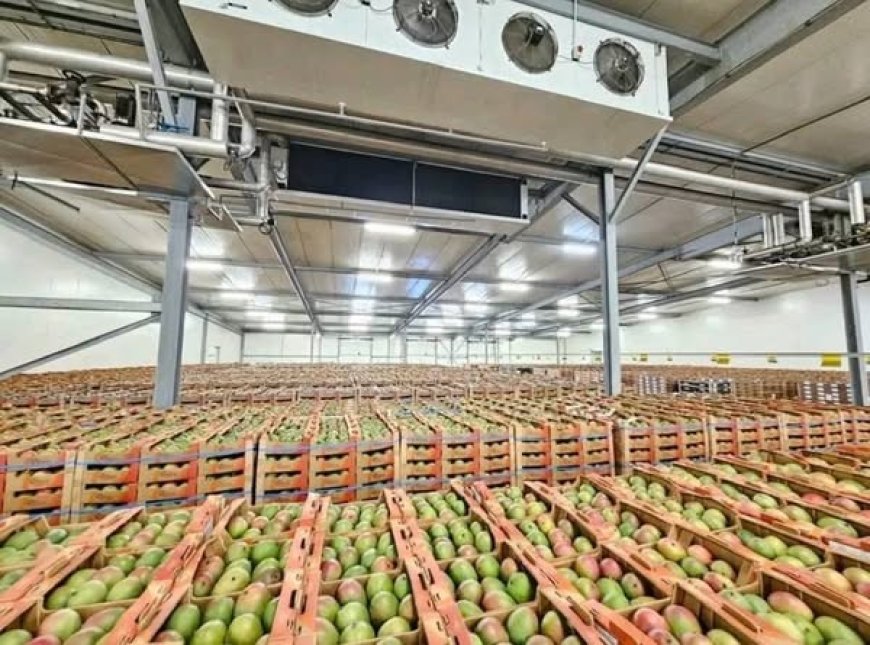 Mangues : Le Burkina premier exportateur en Afrique