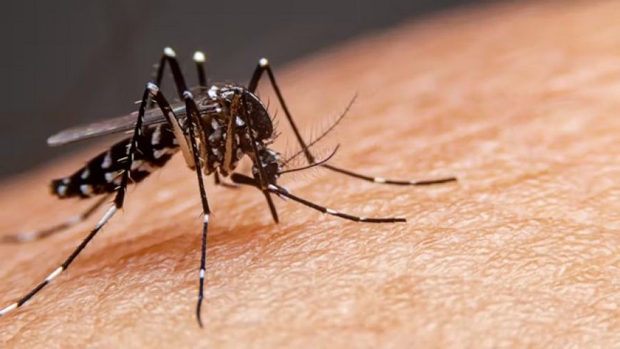 Dengue : La menace est toujours là