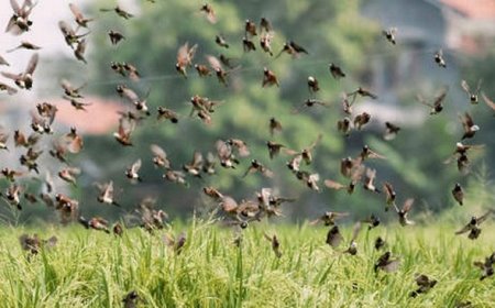 Campagne agricole 2025-2026 : Menace sur plusieurs hectares de culture