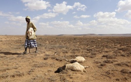 Sècheresse en Afrique de l’Ouest : Faire face au défi pressant