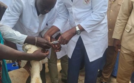 Campagne Spéciale de Vaccination et de Marquage Contre la Peste des Petits Ruminants : Le Ministre Youba Ba donne le coup d'envoi à Koulikoro