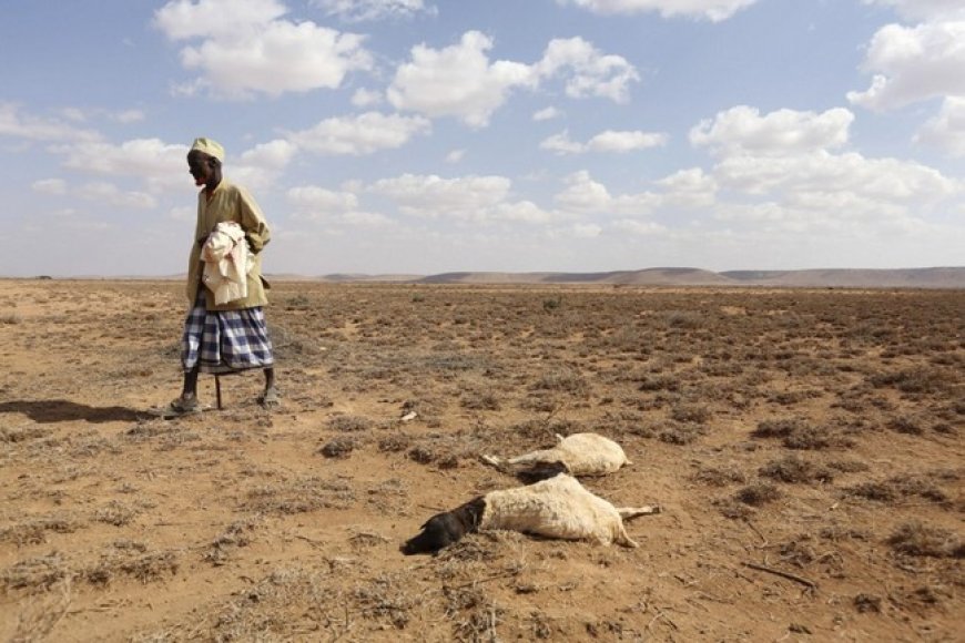 Sècheresse en Afrique de l’Ouest : Faire face au défi pressant